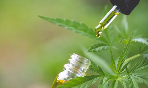 Може ли канабисът да блокира заразяване с COVID-19?