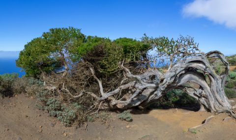 Това растение удължава живота