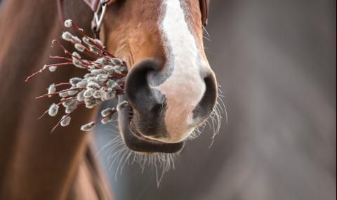 Кон прегази жена на кушиите в Пернишко