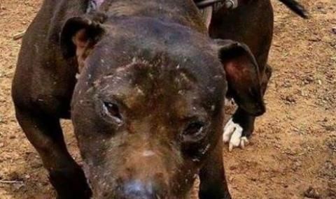 Питбул нахапа 14-годишно дете във Враца