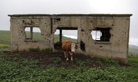 Полицията разследва кой е убил 14 телета в Якоруда