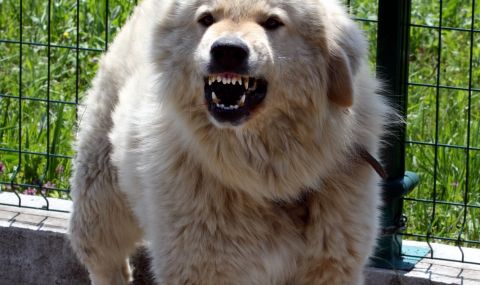 Каракачанка нахапа жена в Павел баня, разкъса и кучето ѝ