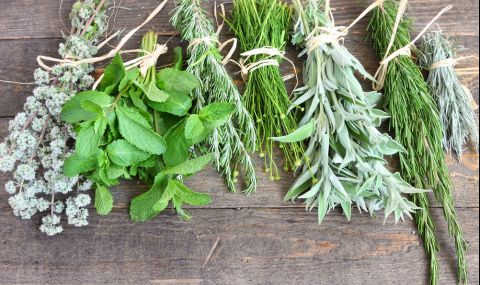 Тези билки чистят белия дроб на пушачите