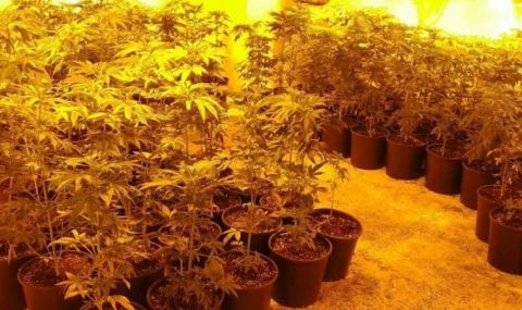 Разбиха огромна наркооранжерия, прикрита в бивша изба