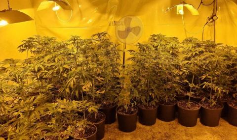 Разкриха оранжерия за марихуана в село Исперихово