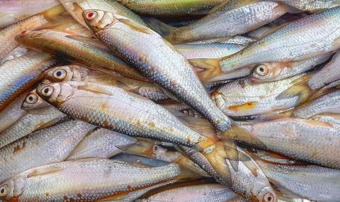 Мъртва риба в река Белица