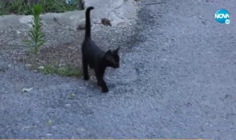 Жена уби коте пред очите на деца (ВИДЕО)
