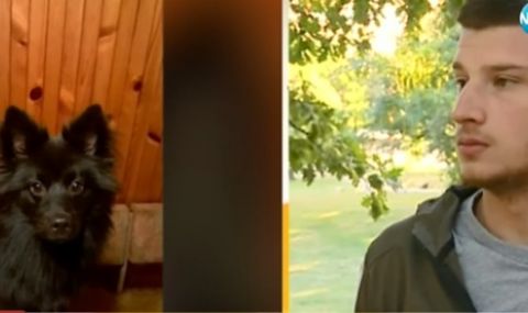 Пребиха до смърт домашно куче в София