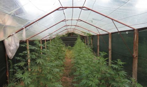 12-годишно е в реанимация след канабис, закопчаха дилъра