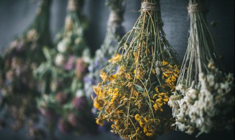 5 полезни билки, които могат да бъдат опасни