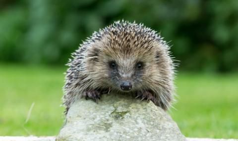 Арестуваха ловци на таралежи