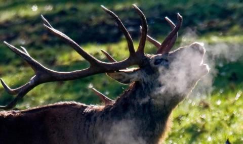 Арестуваха трима за убийството на благороден елен
