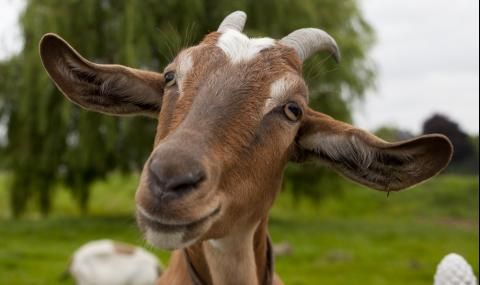 Хванаха фиктивна козеферма, финансирана реално