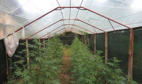 Разкриха оранжерия за канабис край Русе