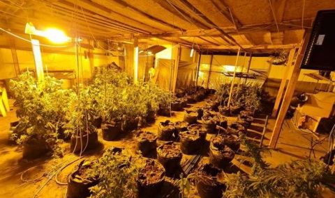 Разбиха високотехнологична оранжерия за канабис край София