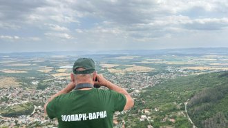 Продължава търсенето на хищника край Шумен – от вида диви котки е