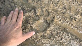 По следите на голямата котка: Следата от лапа не е от леопард, а от куче