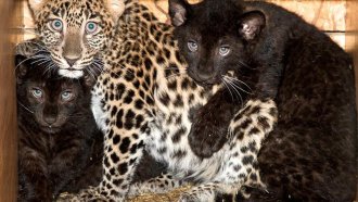 Разрешиха достъпа до Шуменско плато „на собствен риск“, леопардът може да е дошъл от Унгария или Сърбия