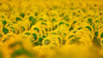 ЕС разреши фермерите в ЕС авансово да получат до 70% от евросубсидиите за земя