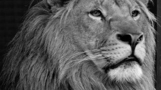 Лъвът Зевс бе застрелян в Турция, след като нападна работника Сюлейман