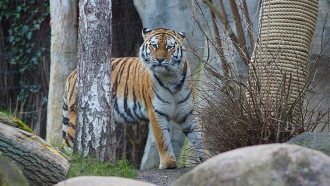 Зоопаркът в Лайпиц евтаназира три новородени тигърчета