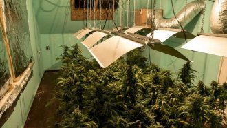 Син на известна прокурорка е хванат с 50 кг марихуана