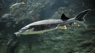 България забранява безсрочно улова на есетрови риби