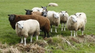 Българи са се опитали да превозят незаконно осем овце от Гърция в багажник