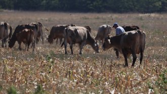 Шест говеда в центъра на нов казус между България и Северна Македония