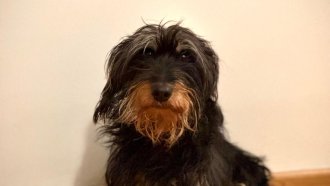 Кучето е станало най-добрият приятел на човека много по-рано, отколкото се смяташе досега