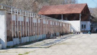 Мъж разби приют в Благоевград, за да си прибере кучето