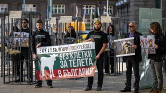 „Клетки с хора“ поискаха от парламента край на клетките за телета